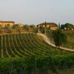 tenuta-monaciano-vigne